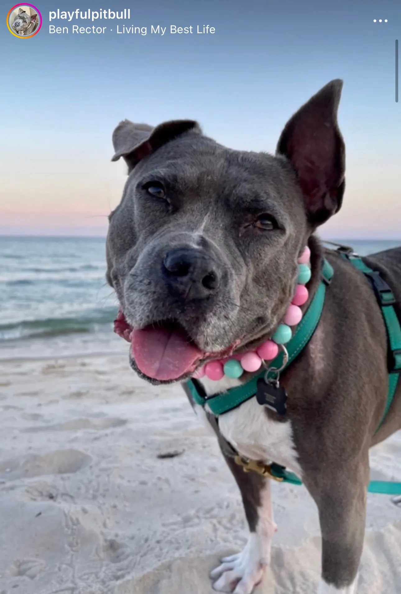 Cotton Candy Acrylic Bead Collar