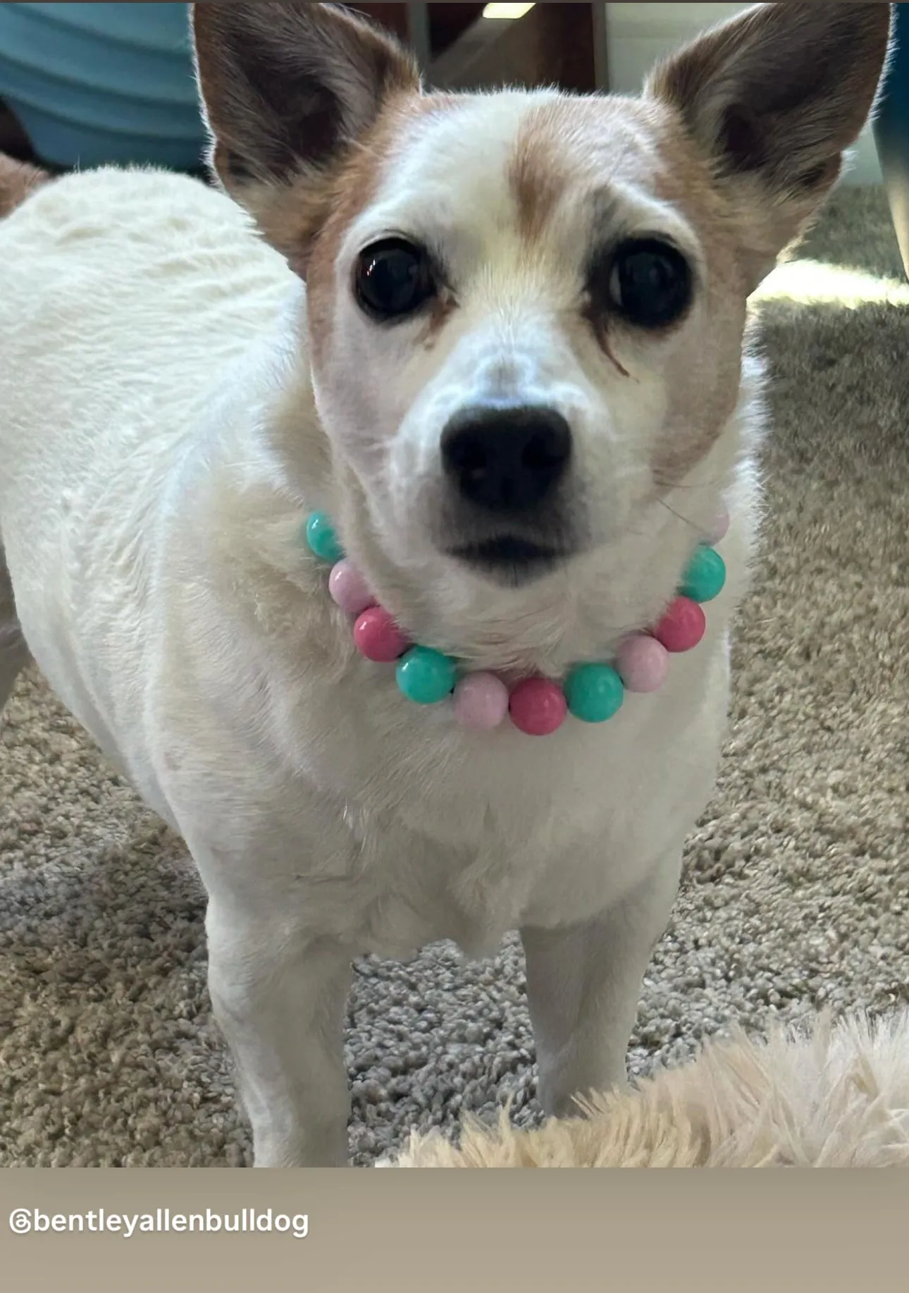 Cotton Candy Acrylic Bead Collar
