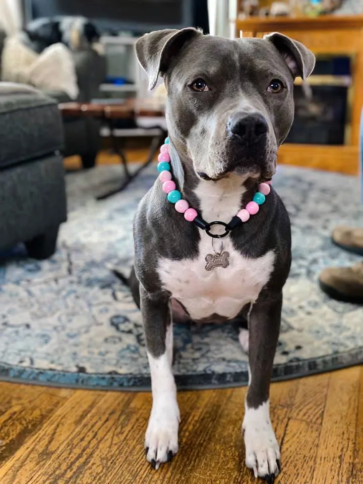 Cotton Candy Acrylic Bead Collar
