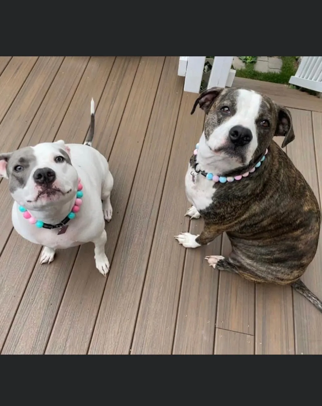Cotton Candy Acrylic Bead Collar