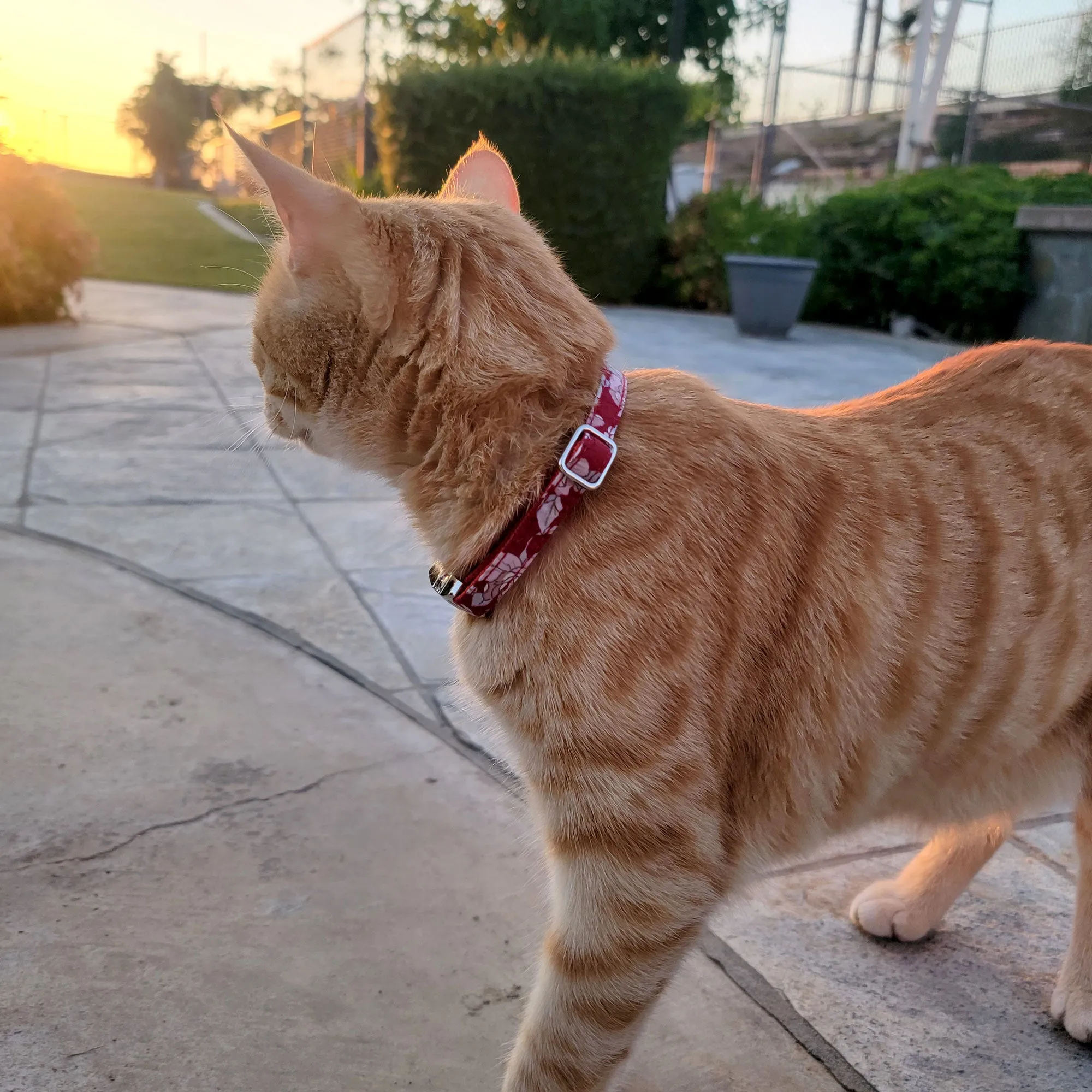 Cotton Floral Adjustable Cat Collar with Shiny Chrome Silver Buckle and Bell, 11-Red